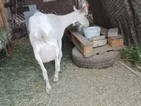 بکری, Saanen goat — تصویر 3
