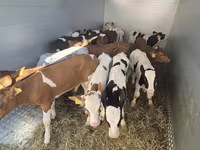 گاو نر, Simmental cattle — عکس 1