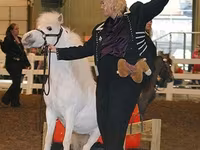 Hengst, Miniature horse — Foto 6