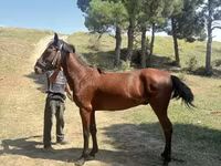 مادیان, اسب — عکس 2