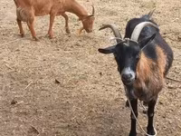 Cabra, Alpine goat — foto 1
