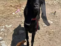 Буз, Kamori goats — акс 1