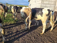 Krava, Russian Black pied cattle — foto 8