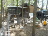 Geese — foto 1