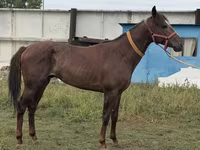 Aygır, Arabian horse — foto 8