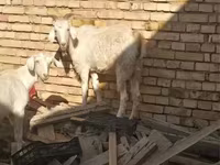 بز نر, بز — عکس 4