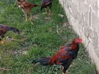 Chickens — Foto 2
