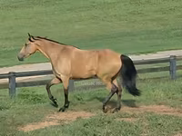 Kuda betina, Missouri foxtrotter — foto 2