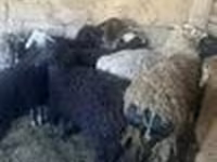 የጎትት አውራ በግ, Sheep — ፎቶ 6