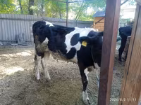 Byk, Russian Black pied cattle — zdjęcie 5