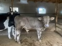 Бик, Велика рогата худоба — фото 6