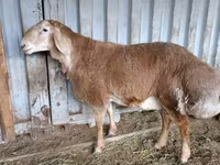 Vædder, Arashan sheep — foto 6