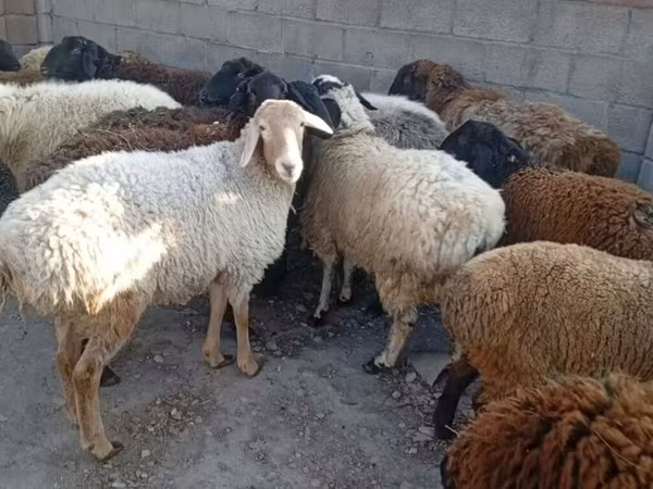Sheep, Sheep — Kyrgyzstan