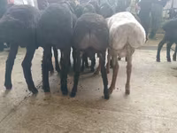 绵羊（批次，未指定性别）, Sheep — 照片 2