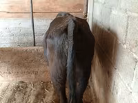 گاو نر, Simmental cattle — عکس 3