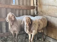 Κριός, Edilbay sheep — φωτογραφία 4