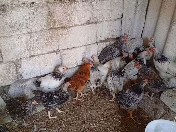 Chickens