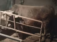 Býk, Skot — foto 6