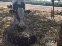 Tyre, Russian Black pied cattle — foto 6