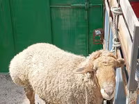 Kambing jantan, Sheep — foto 1