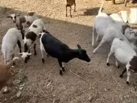 Овен, Cameroon sheep — снимка 3