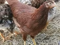 Chickens — zdjęcie 2