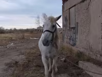 Caballo, Caballos — foto 4
