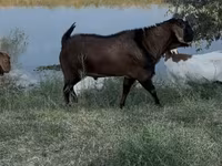 Caprone, Nubian Goat — foto 1