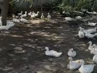 Ducks — الصورة 3