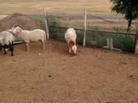Ram, Sheep — photo 4