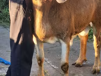 Vædder, Arashan sheep — foto 2