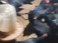 Australorp — foto 2