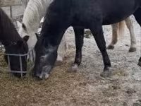 Cavallo, Lipizzaner — foto 5