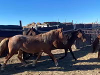 Konji (partija, pol nije naveden), Kazakh horse — fotografija 5