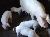 मादा सूअर, सूअर — फ़ोटो 1