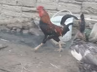 Chickens — ፎቶ 3