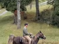 Адуу, Rocky Mountain Horse — 2 зураг