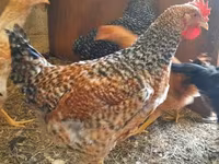 Chickens — foto 8