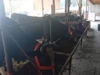 Kuh, Swiss cattle — Foto 2