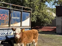 황소, Simmental cattle — 사진 2