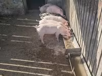Scrofa, Maiali — foto 5