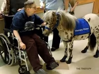 Hengst, Miniature horse — Foto 2