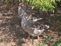Geese — fotografija 3
