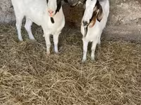 Koza, Boer goat — fotografija 3