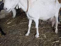 Koza, Saanen goat — foto 4