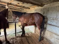 Ձի, Horse breed — լուսանկար 6