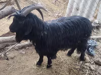 Cabra, Dagestan coarsewool goat — foto 2