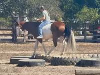 Kuda jantan, American paint horse — foto 5