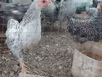 Chickens — sawirka 1