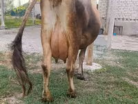 Lembu betina, Cattle — foto 7